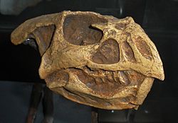 Bagaceratops.JPG