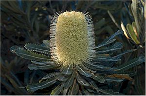 Banksia aemula bombimoors