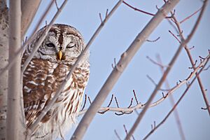 Barred-Owl 9052