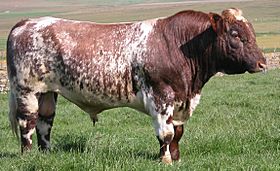 A Beef Shorthorn bull.