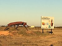 Big Cockroach, South Australia.jpg