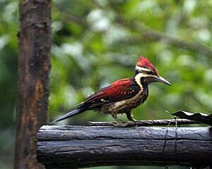 Black-rumped Flameback (Dinopium benghalense) - Flickr - Lip Kee.jpg