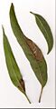 Blackbutt leaves-1