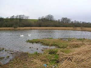 Blae Loch, north end and west bank