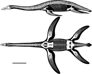 Brancasaurus skeleton