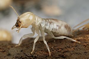 CSIRO ScienceImage 3915 Mastotermes darwiniensis Giant Northern Termite.jpg