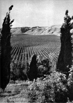 California a guide to the Golden state - Vineyard, Livermore Valley