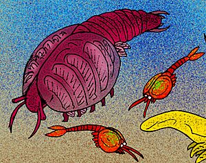 Canadaspis perfecta