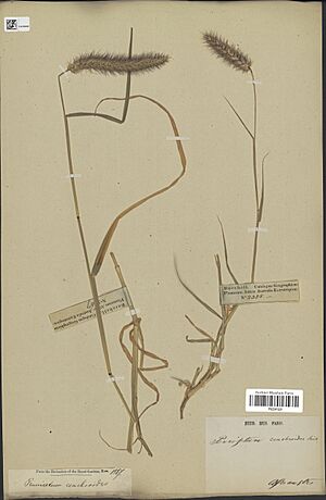 Cenchrus ciliaris L. 438045083