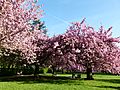 Cerisiers en fleurs au parc de Sceaux
