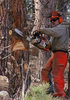 Chainsaw cutting tree