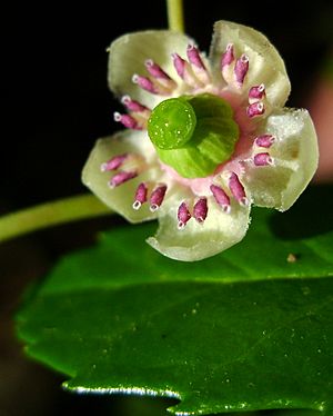Chimaphila umbellata fleur