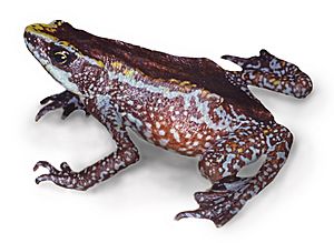Chiriqui harlequin frog - Atelopus chiriquiensis.jpg