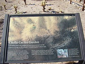 Cholla Cactus Garden Nature Trail information display at Joshua Tree National Park