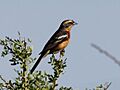 Cinnamon Warbling-finch (Poospiza ornata) (15774105148)