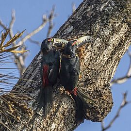 Collared aracaris (Pteroglossus torquatus torquatus) at nest Los Tarrales