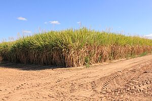 Colourful Cane, Dalbeg, 2010