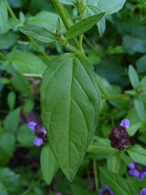 Common self-heal (Prunella vulgaris) -- leaf