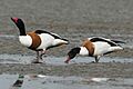 Common shelduck, male, female (Tadorna tadorna)
