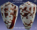 Conus pseudonivifer 4