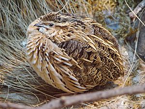 Coturnix coturnix (Warsaw zoo)-1