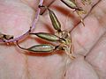 Cranefly orchid seed pods
