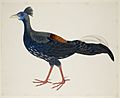 Crested Fireback Pheasant - 51 drawings of birds and mammals at Bencoolen, Sumatra (c.1824) - BL NHD 47-44