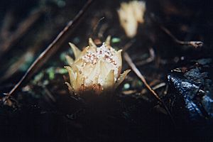 Dactylanthus taylorii in flower