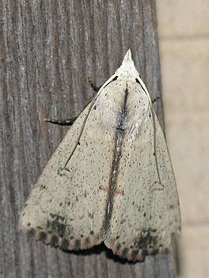 Dead-Wood Borer Moth (Scolecocampa liburna).jpg