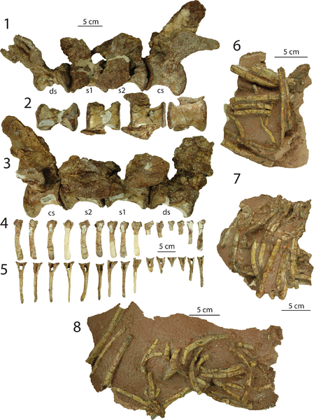Dilophosaurus sacral vertebrae and gastralia