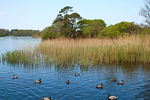 Ducks on Lough Leane