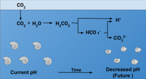 Effect of Ocean Acidification on Calcification