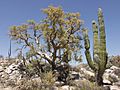 Elephant tree