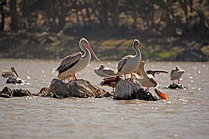 Eritrean birds - pelicans in Asmara pound