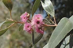 Eucalyptus albopurpurea flowers.jpg