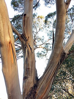 Eucalyptus cneorifolia - upper branch bark