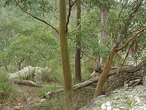 Eucalyptus wilcoxii.jpg