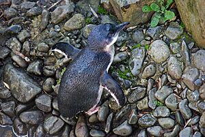 Eudyptula minor -Wellington Zoo, New Zealand-8a (1)