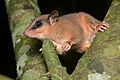 Flickr - ggallice - Mouse opossum