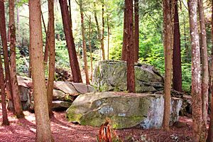 Forest Swallow Falls MD USA