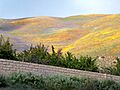 GormanCAwildflowers