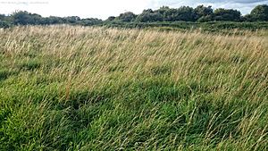 Grasslands - Hounslow Heath Nature Reserve (37203144216)