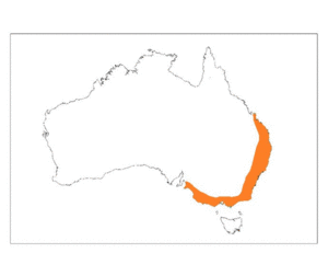 Grey-headed Flying-fox Distribution Map Orange.gif