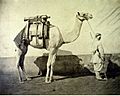 Gustave Le Gray Dromadaire d artillerie Egypt cca 1866