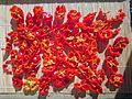Habaneros drying for further preservation