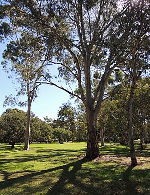 Heywood Park gum trees and lawn