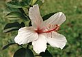 Hibiscus arnottianus1