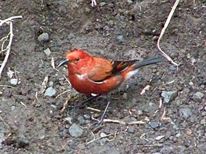 Himatione sanguinea