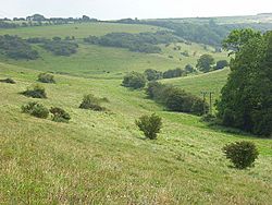 Hog Cliff Bottom - geograph.org.uk - 551832.jpg