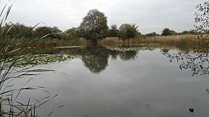 Hooks Hall Pond in The Chase Nature Reserve, Barking 1